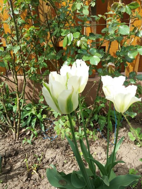  - 2019- Gradina 2