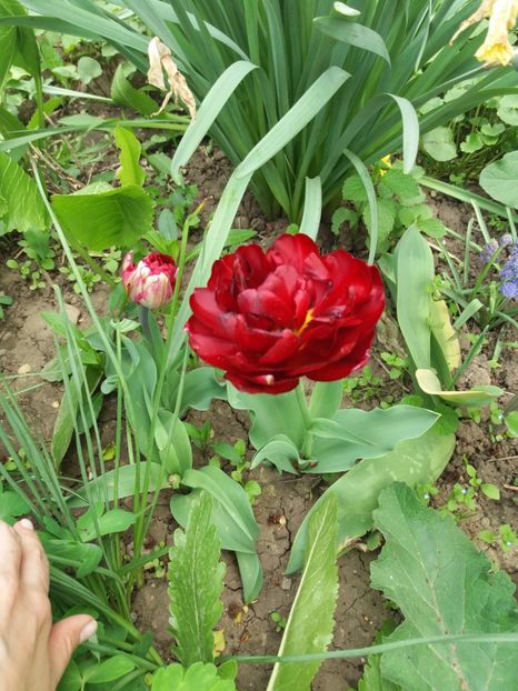  - 2019- Gradina 2