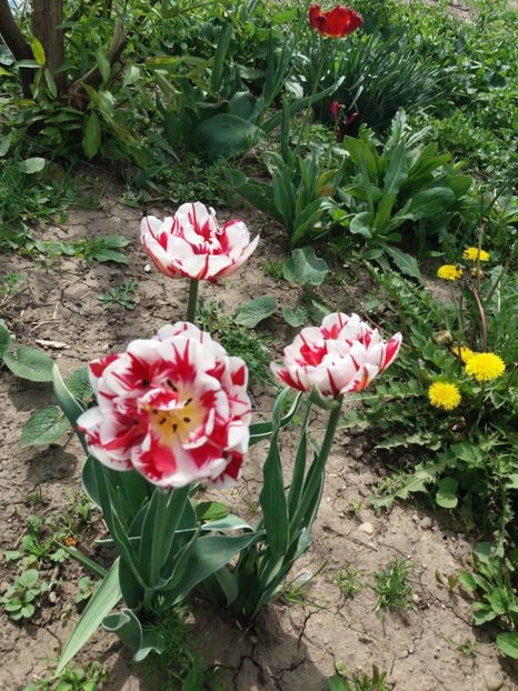  - 2019- Gradina 2