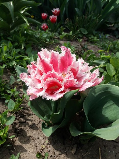  - 2019- Gradina 2