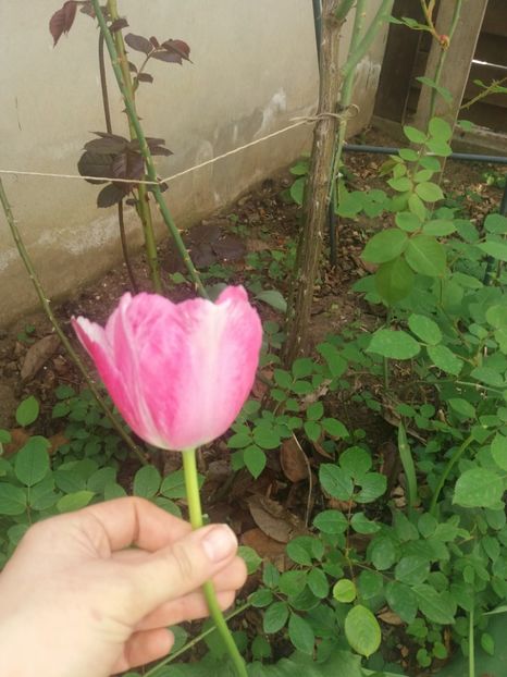  - 2019- Gradina 2