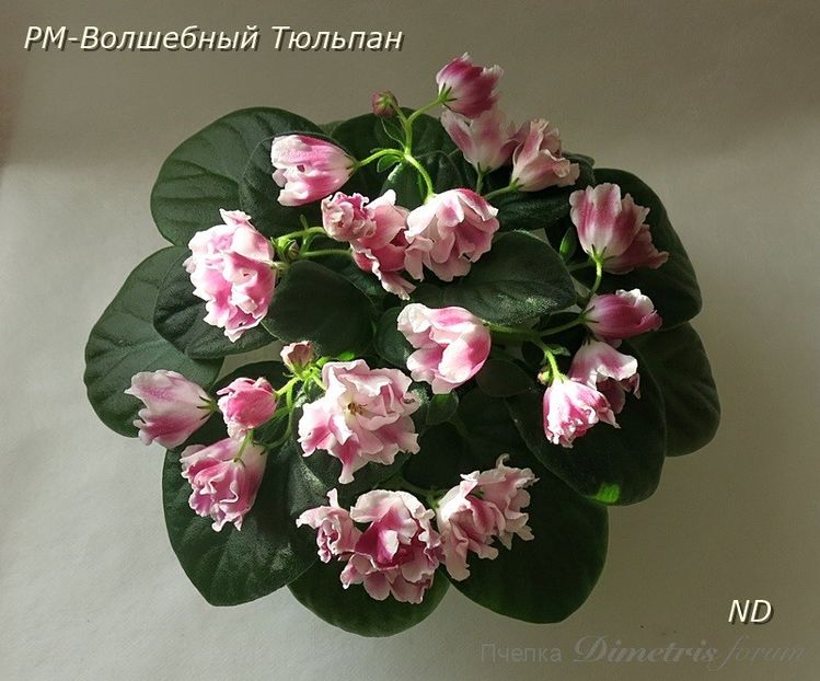 Foto net - RM Volshebny Tulpan sau Magic Tulip