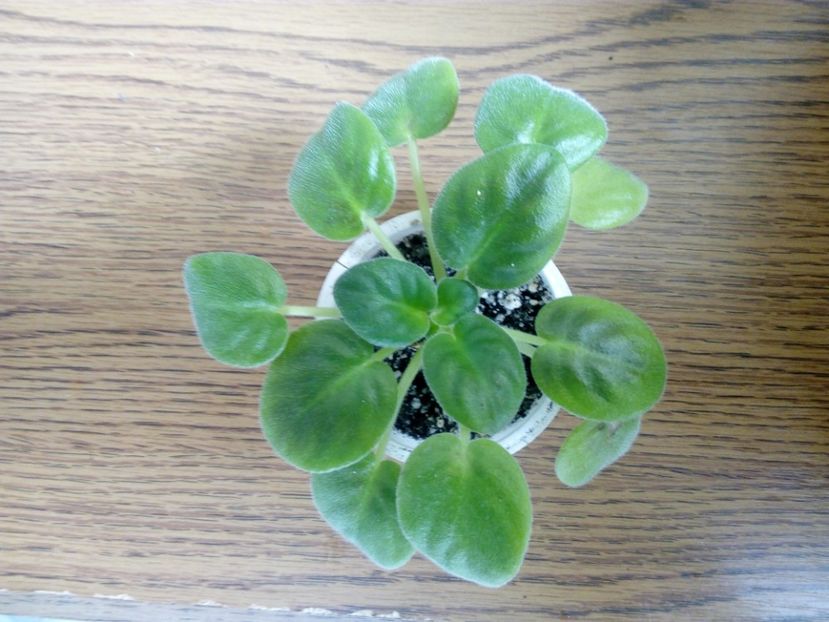 29 aprilie 2019 - RM Volshebny Tulpan sau Magic Tulip