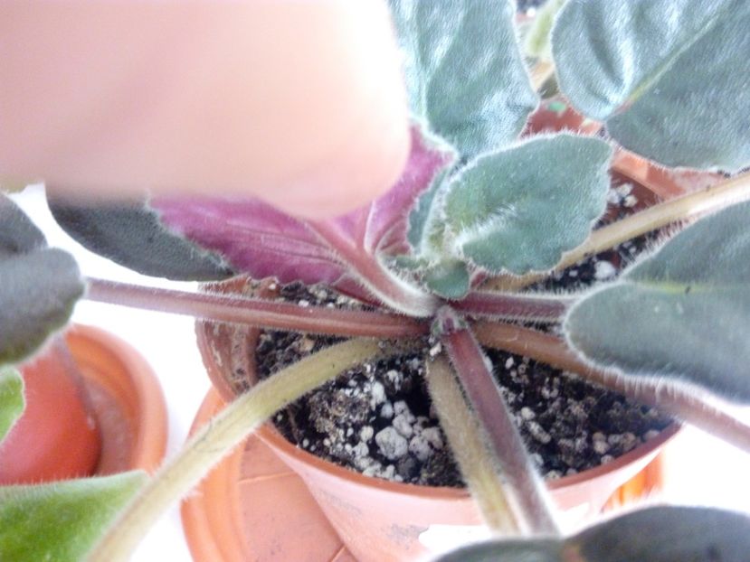 29 aprilie 2019 - Strawberry Wave