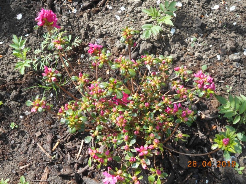 Kermesina - 2Azalee-rhododendroni-hortensii-hoste 2019