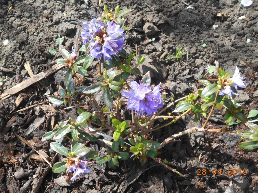  - 2Azalee-rhododendroni-hortensii-hoste 2019