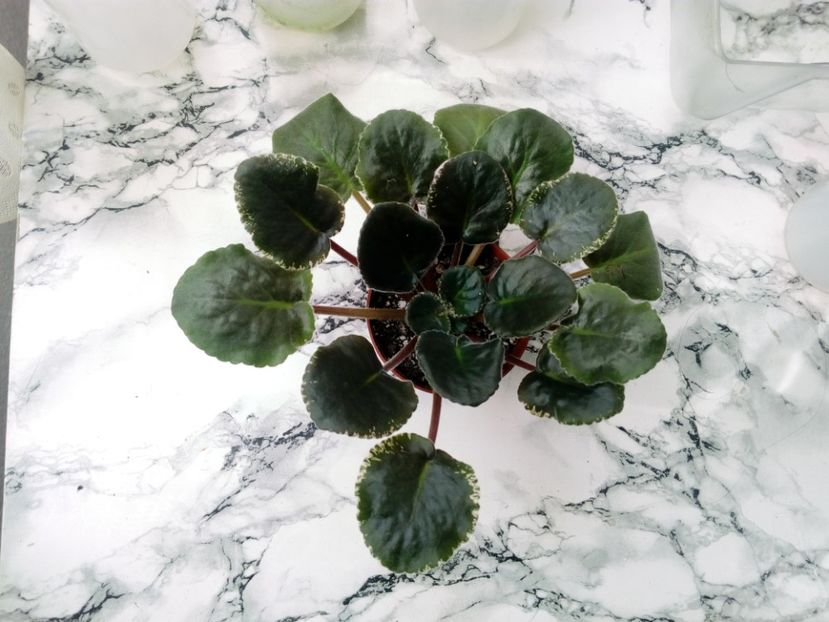 29 aprilie 2019 - Ness Orange Pekoe