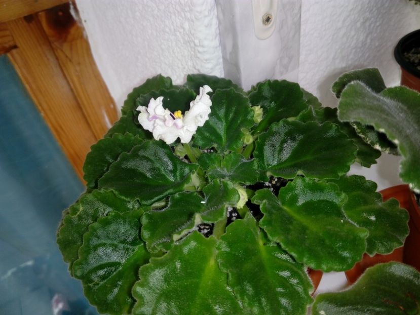 29 aprilie 2019 - ZZZ____My sensation