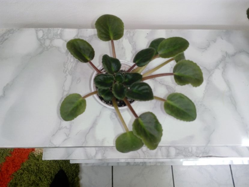 29 aprilie 2019 - ZZZ_Optimara Crater out