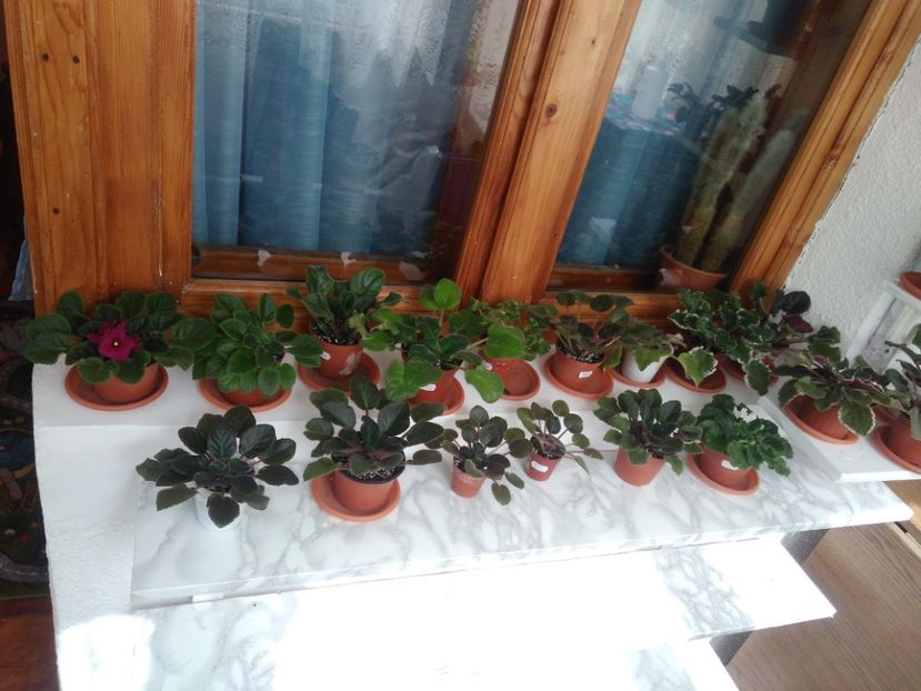  - AAB Colecția primăvară toamna 2019