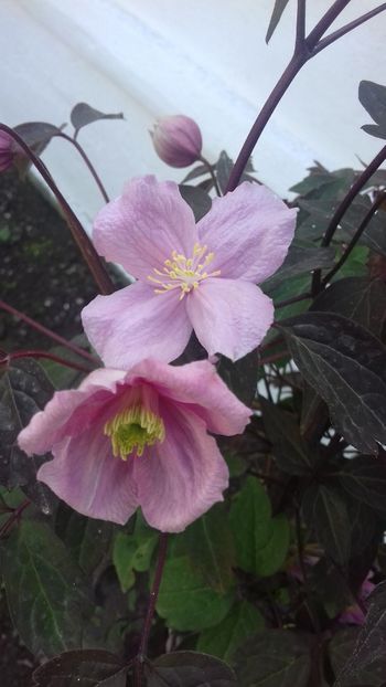  - Clematis Montana Mayleen