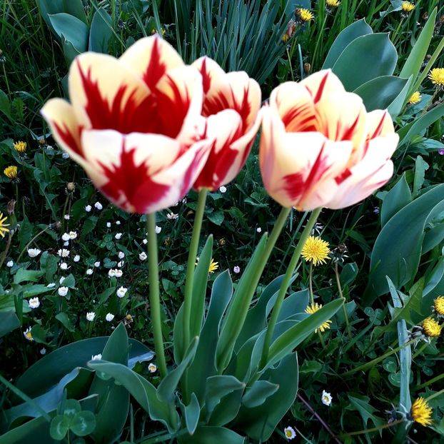  - AAAA_LALELE 2019_2020_2022_2023