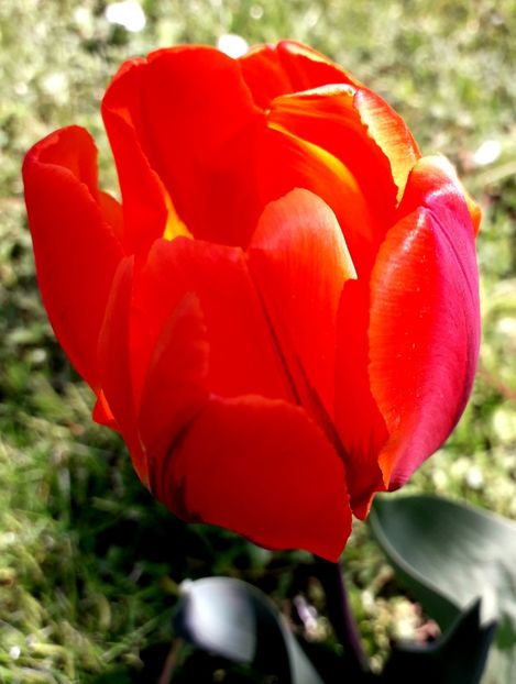  - AAAA_LALELE 2019_2020_2022_2023