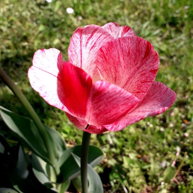  - AAAA_LALELE 2019_2020_2022_2023