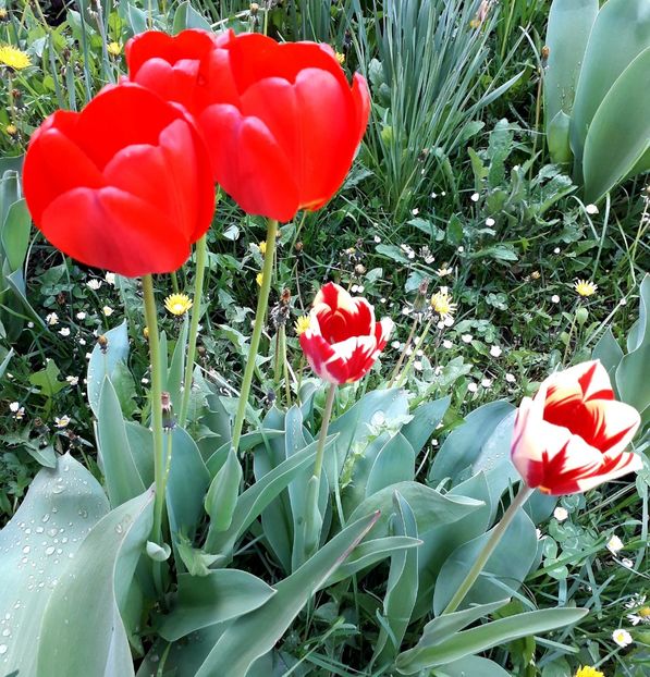  - AAAA_LALELE 2019_2020_2022_2023