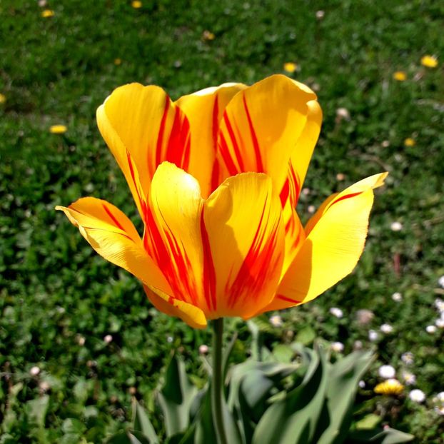  - AAAA_LALELE 2019_2020_2022_2023