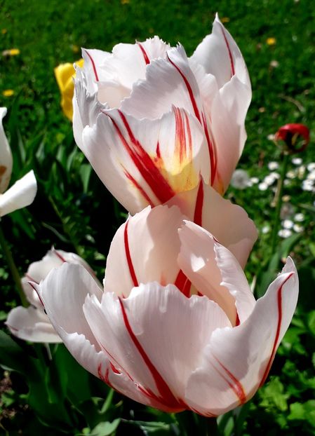  - AAAA_LALELE 2019_2020_2022_2023