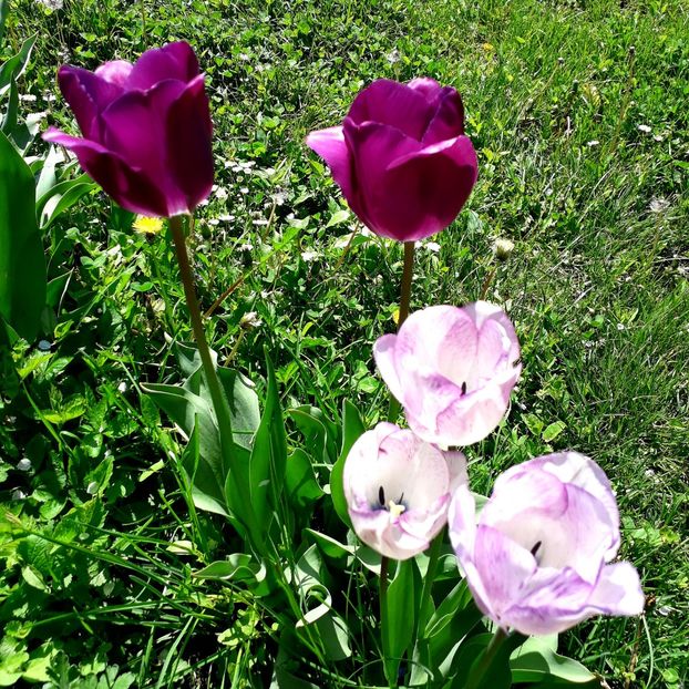  - AAAA_LALELE 2019_2020_2022_2023