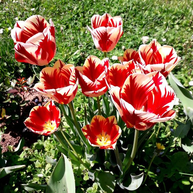  - AAAA_LALELE 2019_2020_2022_2023