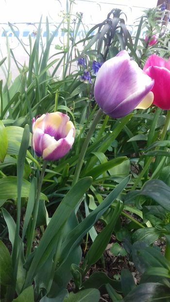 20190428_120107(0) - Lalele 2019