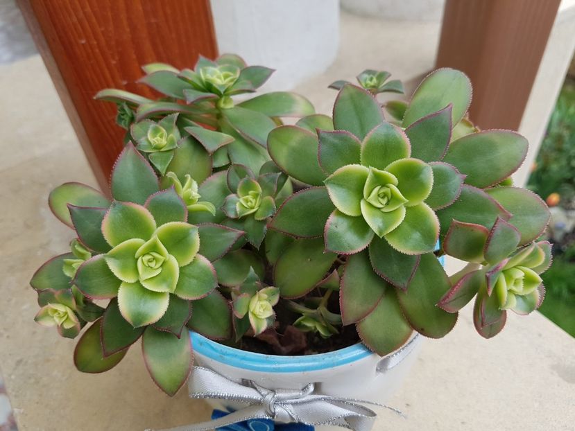 Aeonium kiwi - Aeonium