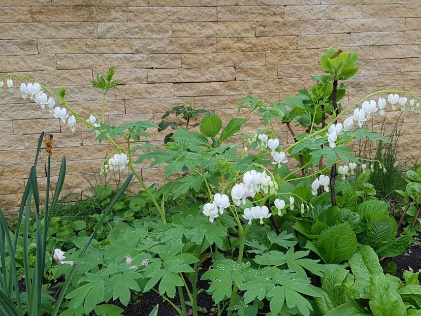 Dicentra alba - Aprilie 2019