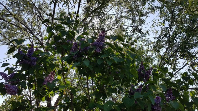 received_1473489916126123 - Primavara 2019