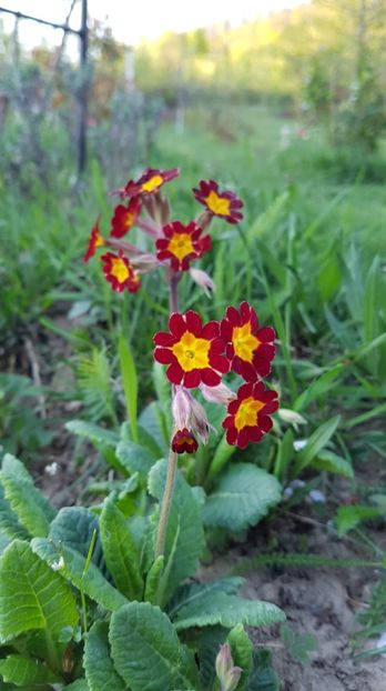 received_449980282422917 - Primavara 2019