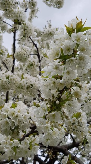 received_2232095547042447 - Primavara 2019