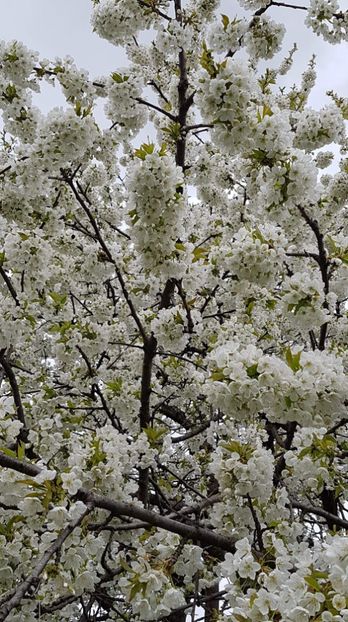 received_2008368372623060 - Primavara 2019