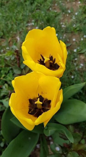 received_305827386762543 - Primavara 2019