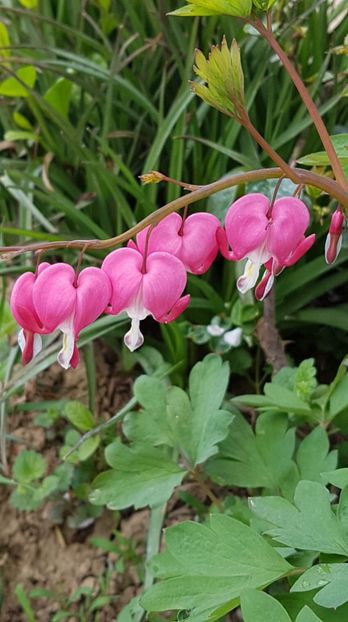 received_429645604274227 - Primavara 2019