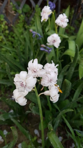 received_743136006081247 - Primavara 2019