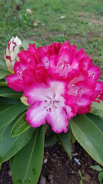 received_426914274543006 - Primavara 2019