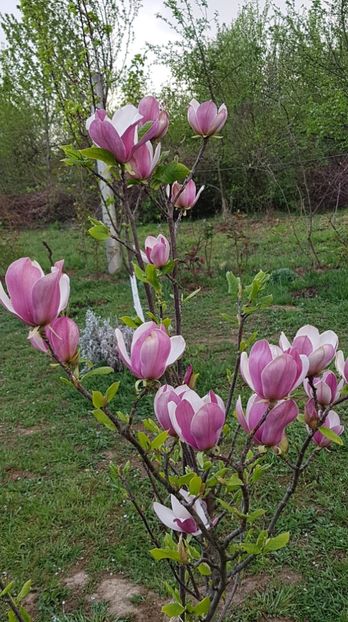 received_585625891935193 - Primavara 2019