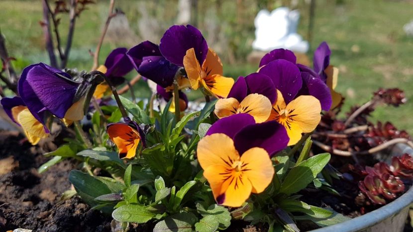 received_979100588949555 - Primavara 2019