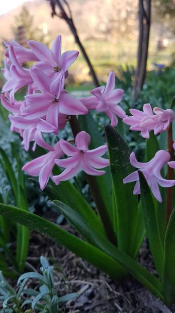 received_864102670603864 - Primavara 2019