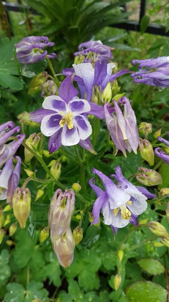 received_422223461897014 - Primavara 2019