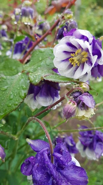 received_967998620258069 - Primavara 2019