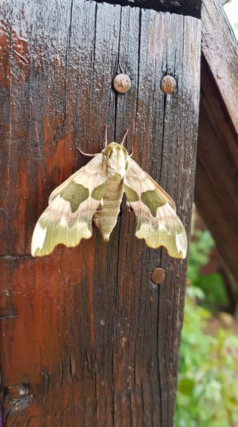 received_357459724874113 - Primavara 2019