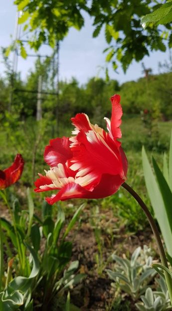 received_414174996039347 - Primavara 2019