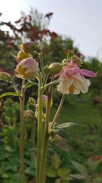 received_589295668251579 - Primavara 2019