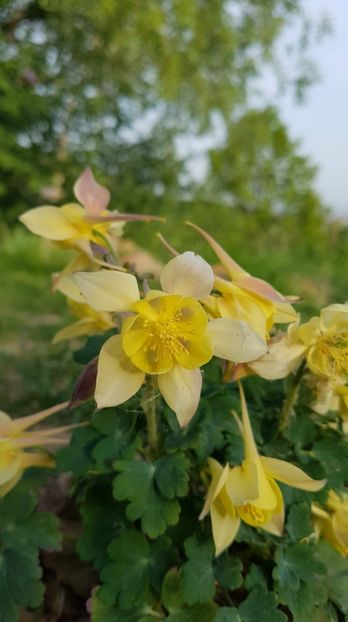 received_2052482135055676 - Primavara 2019