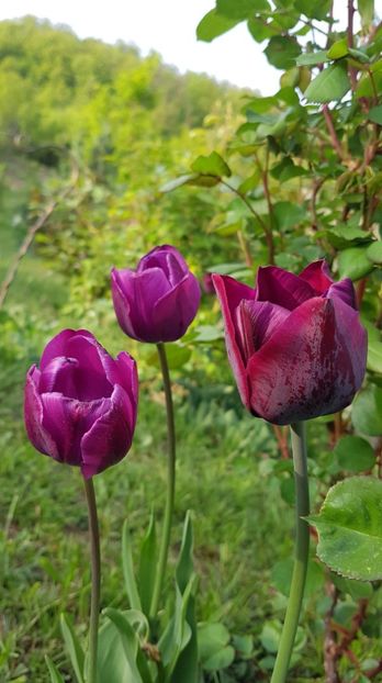 received_2163931627017614 - Primavara 2019