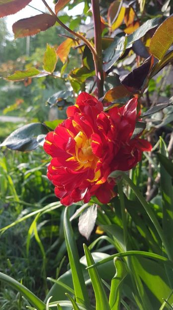 received_2446100472080590 - Primavara 2019