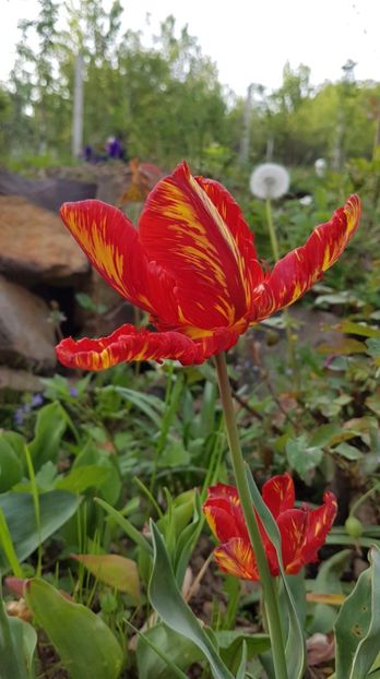 received_2578274248914508 - Primavara 2019