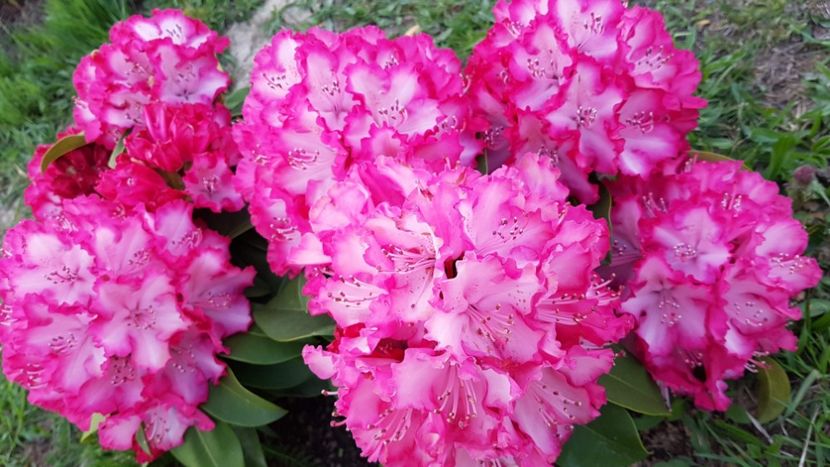 received_2179565845687798 - Primavara 2019