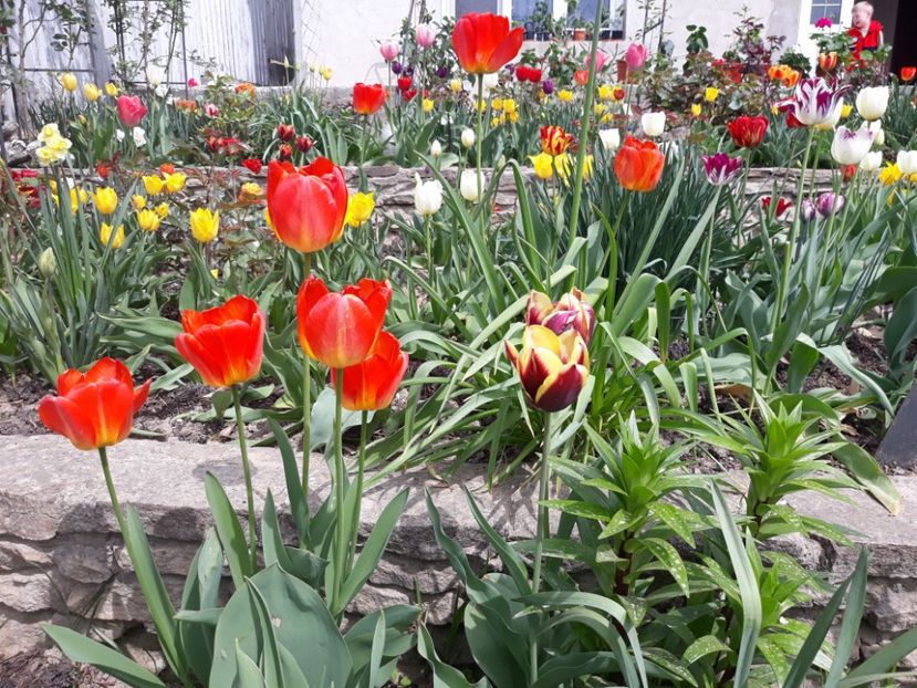  - Floricele de primăvară- 2019