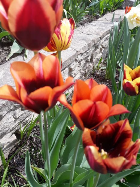  - Floricele de primăvară- 2019