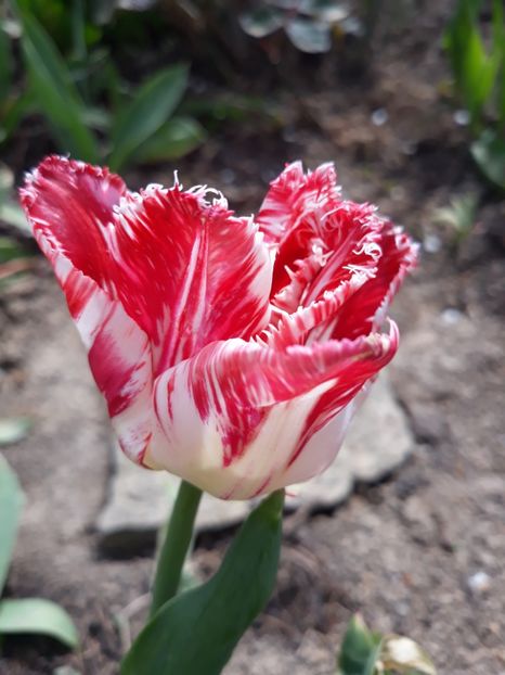  - Floricele de primăvară- 2019